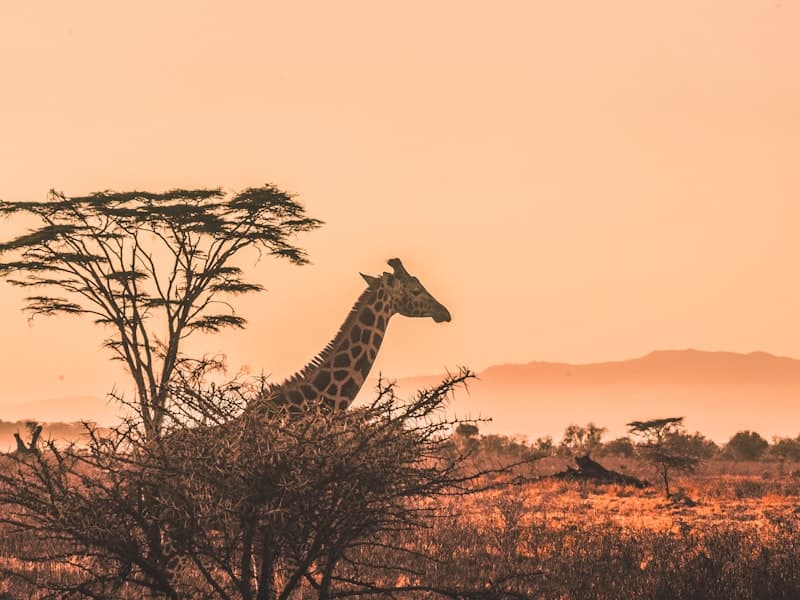 Dakar, SN